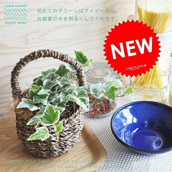 New!!　ヘデラ　可愛いバスケットセットの　アイビー♪　Basket series【父の…...:land-plants:10000149