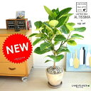 NEW!! 自然樹形 アルテシーマ バリエガータ 茶色エッグポット植えた 【送料無料】 こだわり樹形 斑入りゴムの木 フィカス アルテシーマゴム ゴムノキ アルテシマゴム アルテシマ アルティーシマ アルティシーマ