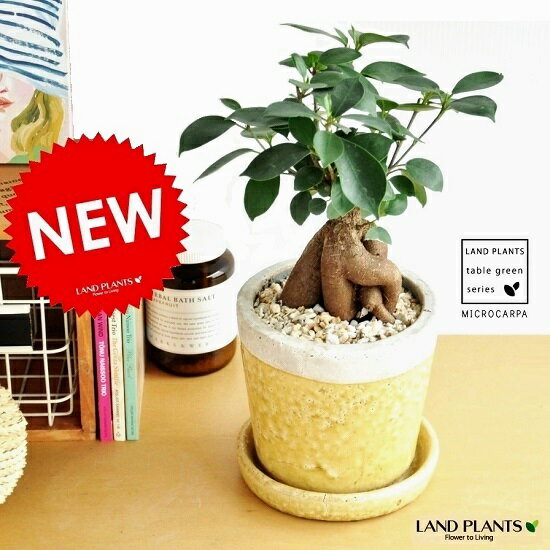 NEW 幹の太い ガジュマル やさしい色あいの陶器鉢に植えた ガジュマルの木 クレーパ陶器 黄色 【...:land-plants:10000453