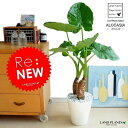 New!! クワズイモ 白色セラアート鉢に植えた フロアサイズの アロカシア【楽ギフ_のし】【楽ギフ_のし宛書】【楽ギフ_メッセ】【楽ギフ_メッセ入力】芋 アローカシア サトイモ 出世芋 アジアングリーン トトロ 傘 食わず芋