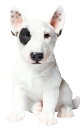 犬の置物 (ブルテリア子犬) お座りイヌ 14078 ブルテリア テリア 子犬 ドッグオーナメント オーナメント 動物 アニマル マスコット ガーデン ガーデニング ガーデンオブジェ オブジェ
