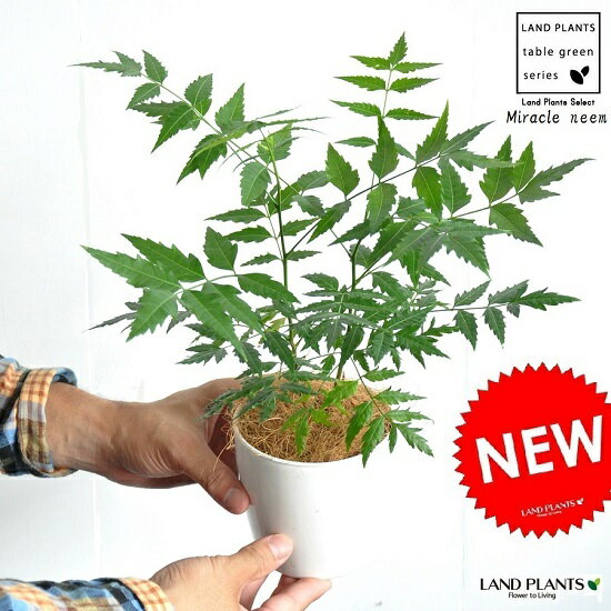 【お試しサイズ】　NEW!!　ミラクルニーム（虫除けの木）　白色プラスチック鉢セット　4号サイズ　インドセンダン・アザジラクチン・ハーブ　ニーム・蚊連草・ニームオイル・苗・苗木・蚊・蚊除け・ニームの木 カトリソウ デング熱対策 ポイント消化