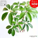 new!! 大注目の ツピタンサス 白色スリム陶器鉢に植えた スタイリッシュな チュピタンサス【楽ギフ_のし】【楽ギフ_のし宛書】【楽ギフ_メッセ】【楽ギフ_メッセ入力】 敬老の日 ポイント消化 観葉植物