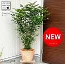 new!! シマトネリコ リーフ柄テラコッタ鉢に植えた 株立ちトネリコ【楽ギフ_のし】【楽ギフ_のし宛書】【楽ギフ_メッセ】【楽ギフ_メッセ入力】陶器鉢 シマトリネコ シマトルネコ トリネコ バルコニスト 敬老の日 ポイント消化 観葉植物