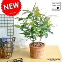 【お試しサイズ】 NEW シナモンマートル 4号白鉢カバーセット シトラール Backhousia myrtifolia・シナモンギンバイカ・鉢植え 苗・苗木・レモンマートル・ハーブティー ニッキ・バルコニスト・ポイント消化・観葉植物・ハーブ