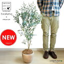 ALL-NEW!! ユーカリ デザインの良いテラコッタの 鉢植え ユーカリの木 ユーカリプタス フトモモ 【バルコニスト 推奨item】 グニー グラウケッセンス 敬老の日 ポイント消化 観葉植物