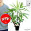 【お試しサイズ】 NEW!! 観音竹(カンノンチク) 4号 上質プラスチック鉢セット 綾錦 カンノン竹・アヤニシキ・Rhapis excelsa・棕櫚竹 ヤシ科・苗・苗木・ポイント消化 敬老の日 ポイント消化 観葉植物