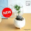 New!! 松ぼっくり 松のミニ盆栽 × 足付丸型小鉢に植えた 松盆栽 ギフトに最適ITEMを♪【楽ギフ_メッセ】【楽ギフ_メッセ入力】松の木 長寿の木 赤松 黒松 五葉松 正月飾り 松かさ pinecone パインコーン