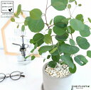 丸葉 ユーカリ ポポラス セメント シリンダー型 陶器鉢 ポリアンセモス ハートの葉 丸鉢 鉢植え 陶器 グレー 灰色 コンクリ コンクリート ユーカリの木 ユーカリプタス フトモモ グニ コアラ 観葉植物 シルバーリーフ