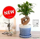 ガジュマル(幹太タイプ) やさしい色合い 陶器鉢 (青色) 鉢植え 陶器鉢 鉢 苗 苗木 ブルー 青 紺 ラウンド 観葉植物 送料無料