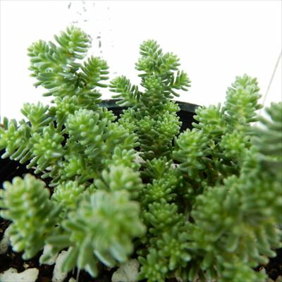 マンネングサ 万年草 とは 多肉植物としての種類や特徴をご紹介 2ページ目 Botanica