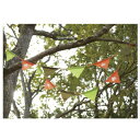 ロゴス(LOGOS) LOGOS ガーランドフラッグ 2m×2pcs 71809509 アクセサリー (Men's、Lady's)