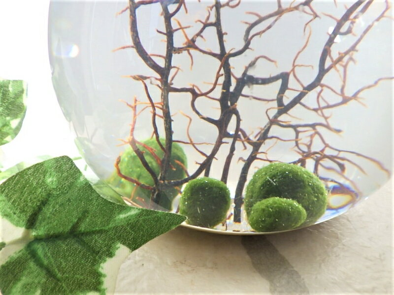 まりも 毬藻 の育て方 水温や水換えの仕方など管理のコツをご紹介 Botanica
