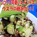 食虫植物 ネペンテス アンプラリア斑点  面白植物 観葉植物【自由研究】