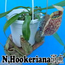 観葉植物 食虫植物 【面白植物】 ネペンテス フーケリアナ 斑点 Nepenthes hookeriana