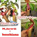 観葉植物 面白植物 食虫植物 ネペンテス ローウィxボッシアナ