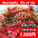 生産温室直送 ネオレゲリア 'リオオブリオ' 【着生植物】【面白植物】 【アナナス】【自由研究】