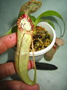 観葉植物 生産温室直送食虫植物 ネペンテス ビ