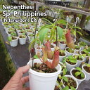 生産温室から直送!食虫植物 ネペンテス フィリピンの不明種