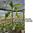 【観葉植物】食虫植物 ネペンテス メナリック