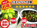 【夏休み】【自由研究】【送料無料】【観葉植物】【食