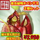 【送料無料】観葉植物 生産温室より 食虫植物 ネペ