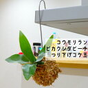 【観葉植物】【面白植物】コウモリラン ビカクシダ ビーチ吊り下げ苔玉【インテリア】
