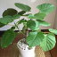 ウンベラータMサイズ観葉植物 インテリア 観葉植物インテリア ウンベラータ 観葉植物 送料無料 人気の観葉植物 おしゃれ観葉植物 お部屋観葉植物