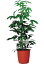 ツピタンサス8号観葉植物 インテリア 観葉植物インテリア 観葉植物 送料無料 人気の観葉植物 おしゃれ観葉植物 お部屋観葉植物