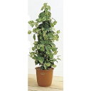 人工観葉植物 ピュアメイト ポトスポール 150cm 送料無料( 光触媒 消臭 インテリア 大型 )