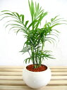 【丸い器のミニテーブルヤシ 】【セラミス植え】