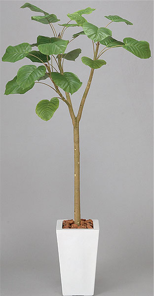 ̵ ٥顼 170cm ¤ տʪ  wc3302-350