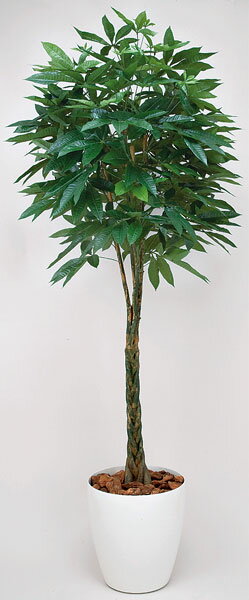 ★送料無料★ パキラ 観葉植物 160cm エントランス 光触媒 WC3702-400