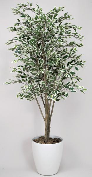 ★送料無料★ ベンジャミン 観葉植物 160cm 斑入り 光触媒　WC3605-300