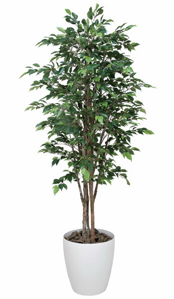 ★送料無料★ ベンジャミン 観葉植物 160cm 庭木 植木 緑 WC3808-400