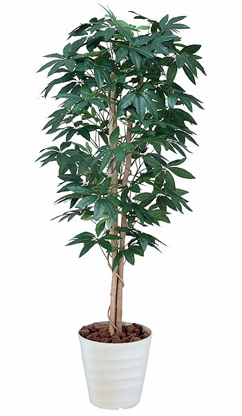 ̵ ѥ տʪ 160cm Ѿ ե  WC3901-250