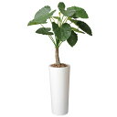 【 法人 送料無料 】アートくわず芋 2A3301-840 観葉植物 人気 光触媒