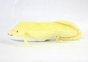 West African lungfish