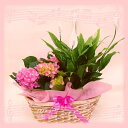 【母の日の花鉢】母の日予約4月30日まで!ポイント2倍 あじさいピンク系と観葉植物スパッティ籠付き【送料無料】【あす楽 関東】