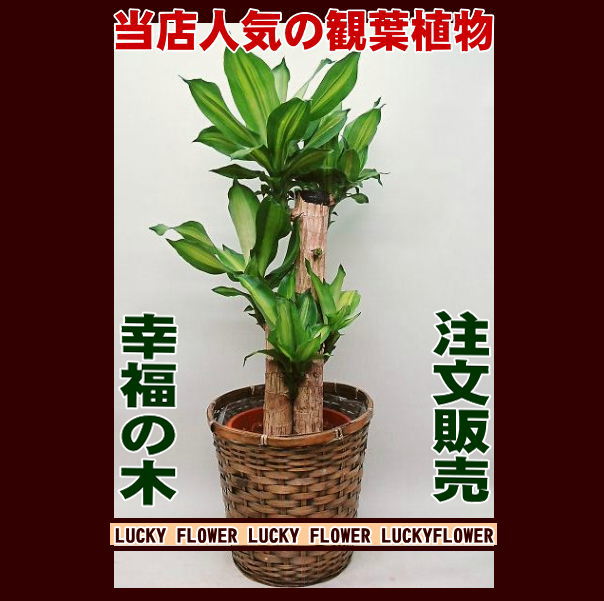 ͵տʪʡڡ極̵ۡۤߤ繥äФ£ˡƥꥢˤԤäꡪʸ䡡͵ɴտʪɹʡڡ(ۤաˡɡ̵۸ˡŹѤˡ