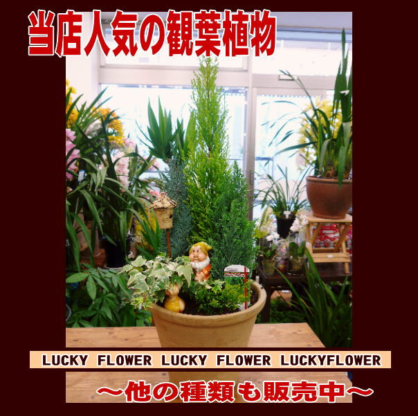 ߸ˤΤߤθ䡣䡡˶ɴտʪɥɥ쥹ȡ(󤻿ˡ̵ۤߤ繥äФ£ˡƥꥢˤԤäꡪ䡡˶ɴտʪɥɥ쥹ȡ(󤻿ˡɡ̵۸ˡŹѤˡڤ_