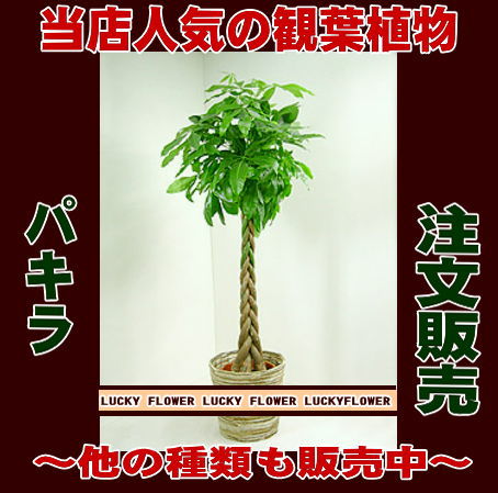 【注文商品】店長おすすめ！　大人気！！”観葉植物”パキラ”(籐かご付）”　【送料無料】【御祝・開店】店長おすすめ！　”夏にはGreeeen”【送料無料】みんな大好き涼しげな緑を贈ろう！誕生日・御祝、インテリアにぴったり！！