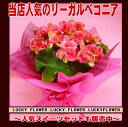 【冬限定】【夫婦】【お歳暮】【クリスマス花鉢】【花鉢バスケット】花鉢を贈ろう!リーガル ベコニア籠付【送料無料】誕生日祝い プレゼント 発表会 新築祝い 結婚記念日 移転祝い 贈り物 退職祝い 出産祝い 寿 退職 お歳暮 スイーツ