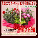 【母の日の花鉢】母の日早期予約特典!4月30日までポイント2倍!★限定販売残りわずか★ カーネーション花鉢2色セット籠付き【送料無料】【あす楽 関東】