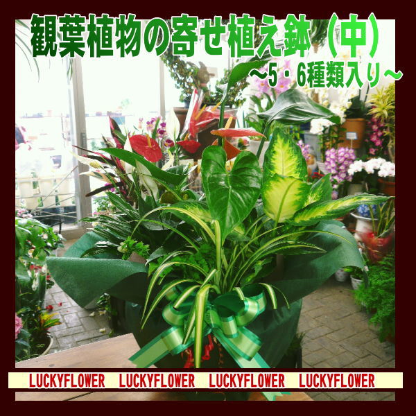 【おしゃれ陶器鉢】【〜の日に贈る花鉢】店長おすすめ！　大人気！！”観葉植物”寄せ鉢”(陶器鉢付）”　【送料無料】　新築祝にも最適！！店長おすすめ！　”夏にはGreeeen”【送料無料】みんな大好き涼しげな緑を贈ろう！開店・新築祝い・誕生日・御祝、インテリアにぴったり！！【あす楽対応_関東】