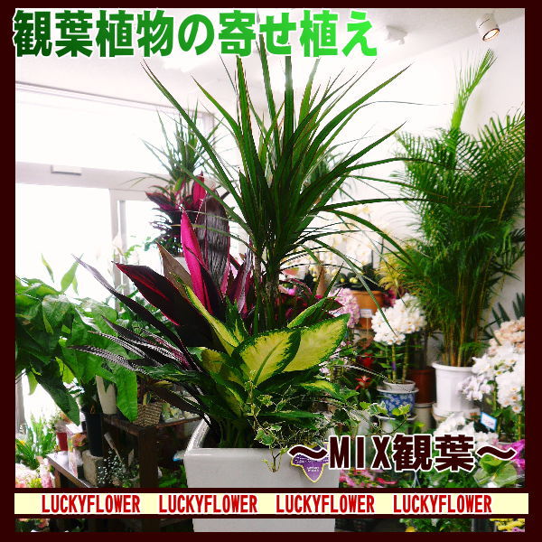 【おしゃれ陶器鉢】【〜の日に贈る花鉢】店長おすすめ！　大人気！！”観葉植物”寄せ鉢”(陶器鉢付）”　【送料無料】　新築祝にも最適！！