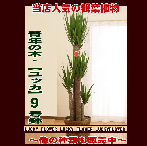 注文販売　大人気！！”観葉植物”青年の木”ユッカ(籐かご付）　【送料無料】御祝・開店・ご自宅用に！【御祝・開店】