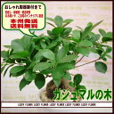 【御中元】おしゃれ陶器鉢の観葉植物ガジュマルの木”白【御祝・開店】【夫婦】【秋限定】【送料無料】【無料カード】【花画像】御祝・誕生日・・インテリア・記念日・ギフト・開店・お見舞い・結婚・引越し・贈り物