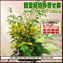 おしゃれ陶器鉢のMIX観葉植物”【御祝・開店】【夫婦】【秋限定】【送料無料】【無料カード】【花画像】御祝・誕生日・・インテリア・記念日・ギフト・開店・お見舞い・結婚・引越し・贈り物