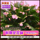 【ハロウィン】【敬老の日】【秋限定】秋の花鉢”デンマークカクタス(シャコバサボテン)【smtb-TD】【saitama】【送料無料】